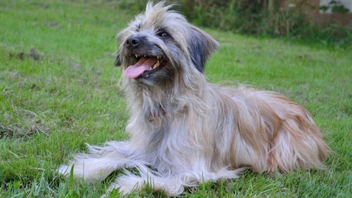 10 Reasons Pyrenean Shepherds Stand Out—And Why You Should Know Them 7 10 Reasons Pyrenean Shepherds Stand Out—And Why You Should Know Them - pyrenean shepherd lifespan ss2274978155