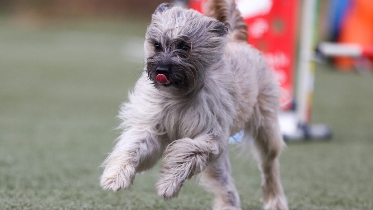 10 Reasons Pyrenean Shepherds Stand Out—And Why You Should Know Them 3 10 Reasons Pyrenean Shepherds Stand Out—And Why You Should Know Them - pyrenean shepherd playing ss2200920009