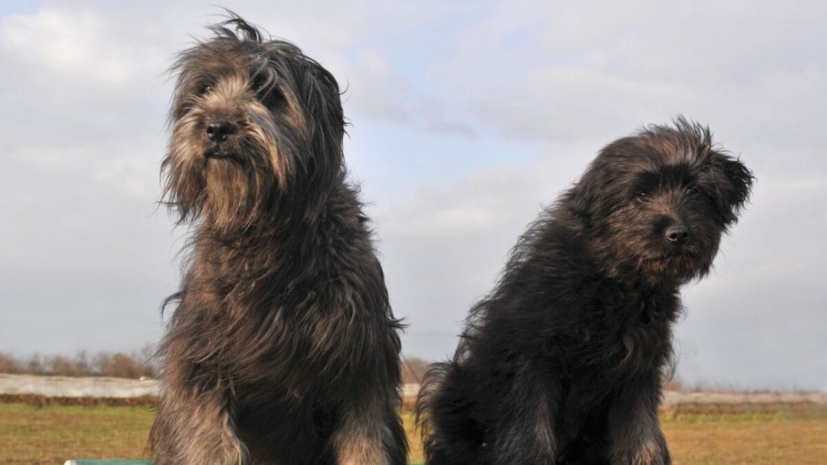10 Reasons Pyrenean Shepherds Stand Out—And Why You Should Know Them 5 10 Reasons Pyrenean Shepherds Stand Out—And Why You Should Know Them - pyrenean shepherd socialization ss110960141