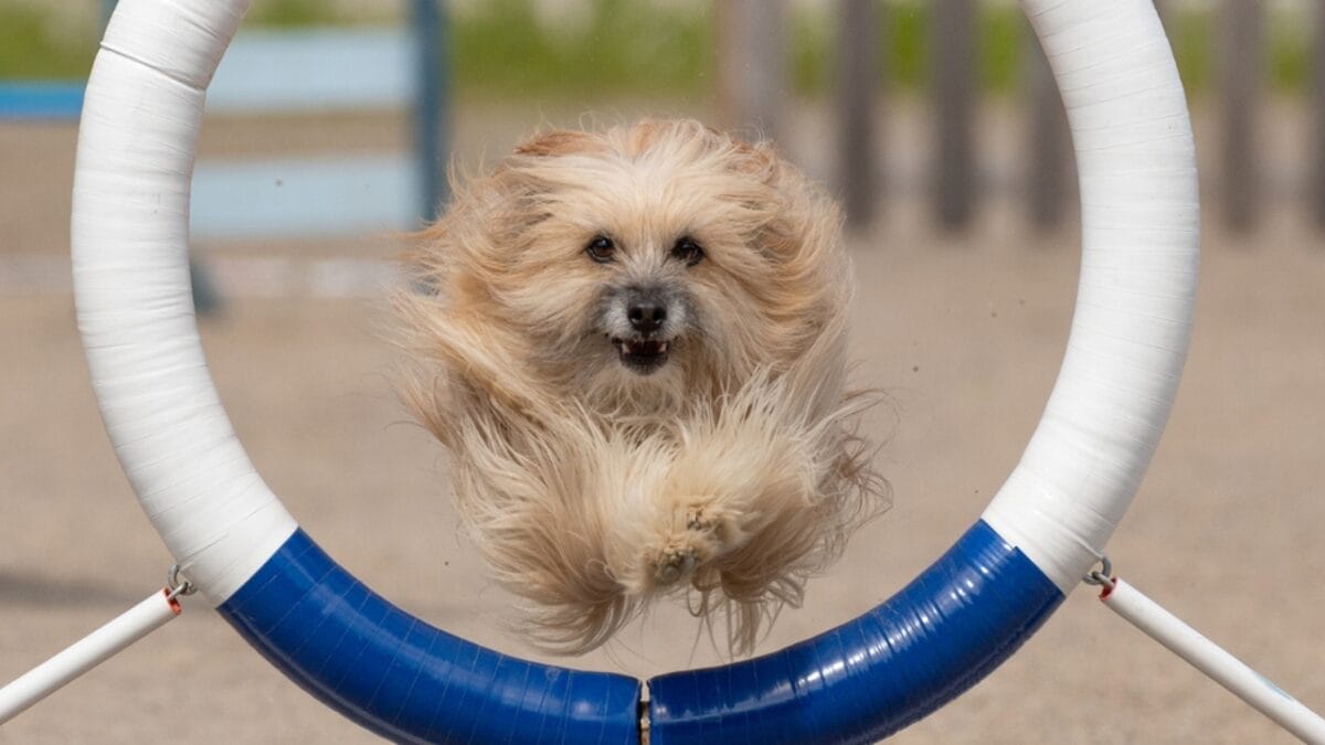 15 Dog Training Pitfalls to Avoid for a Better Bond with Your Pet 12 15 Dog Training Pitfalls to Avoid for a Better Bond with Your Pet - pyrenean shepherd training ss1944619519