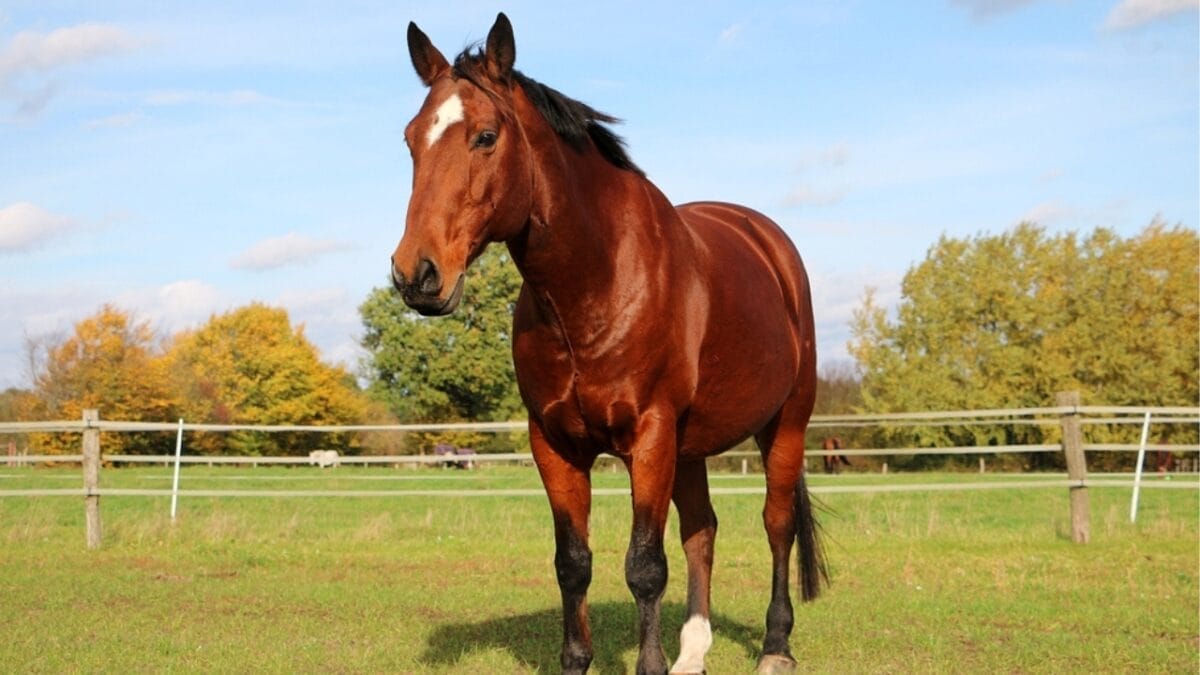 10 of the Cheapest Horses to Keep as Pets 2 10 of the Cheapest Horses to Keep as Pets - quarter horse ss2219622853