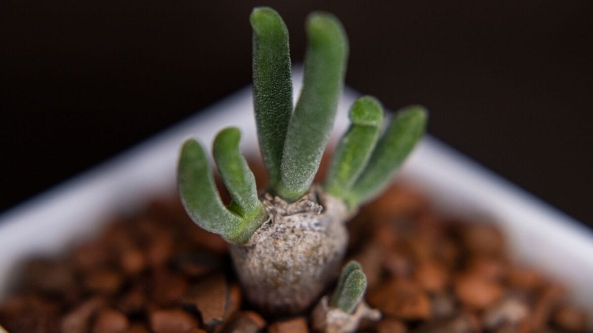 17 Unusual Houseplants That Add Charm & Character to Any Room 14 17 Unusual Houseplants That Add Charm & Character to Any Room - rabbit succulent ss2301816079