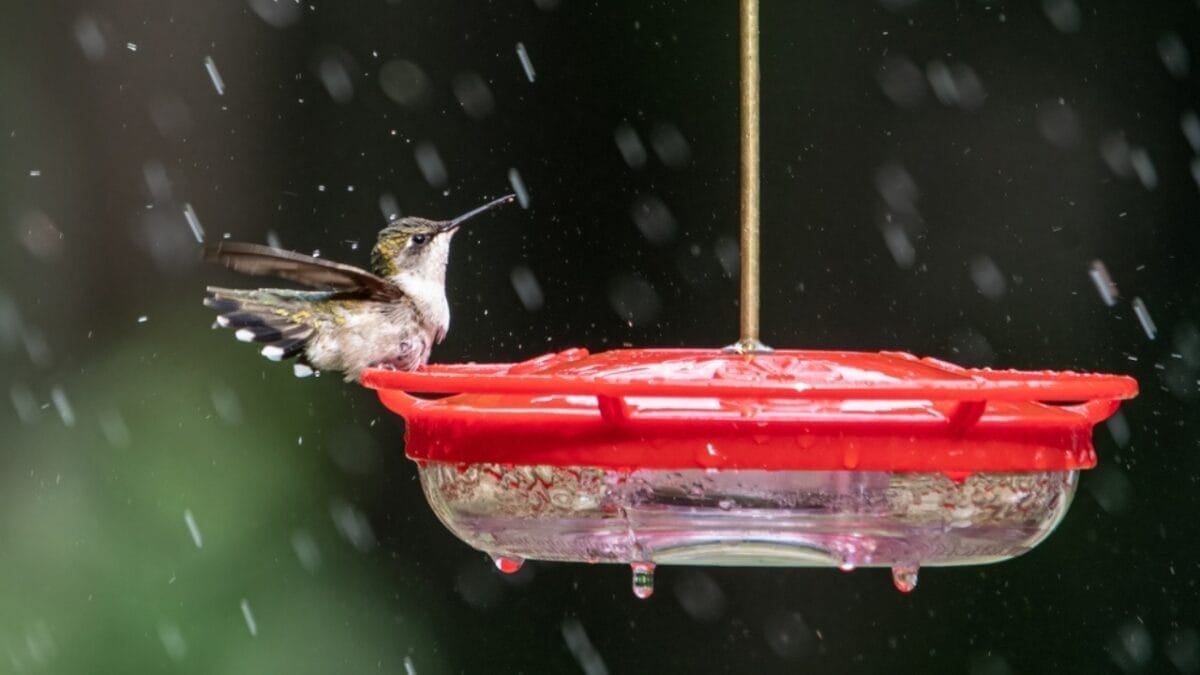 4 Steps to Create A Hummingbird Hotspot on Your Balcony 5 4 Steps to Create A Hummingbird Hotspot on Your Balcony - rain hummingbird feeder ss2211625403