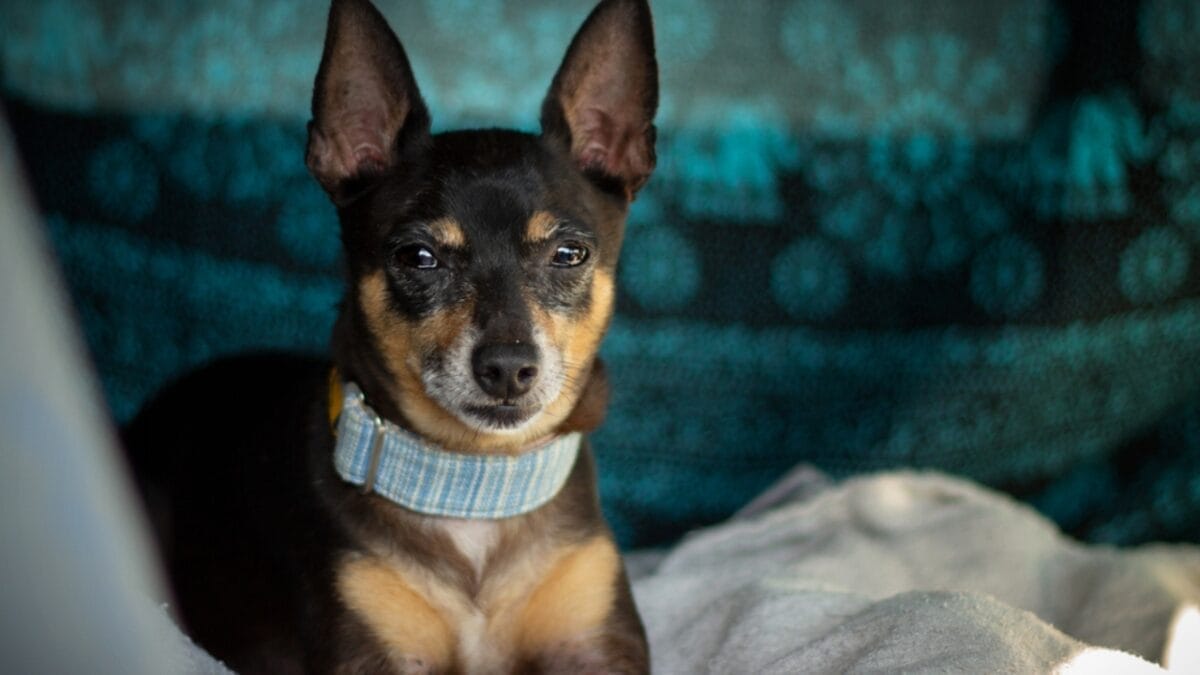 Meet the New Dog Breeds the AKC Has Recognized Since 2000 34 Meet the New Dog Breeds the AKC Has Recognized Since 2000 - rat terrier dog in camper van ss1674305641