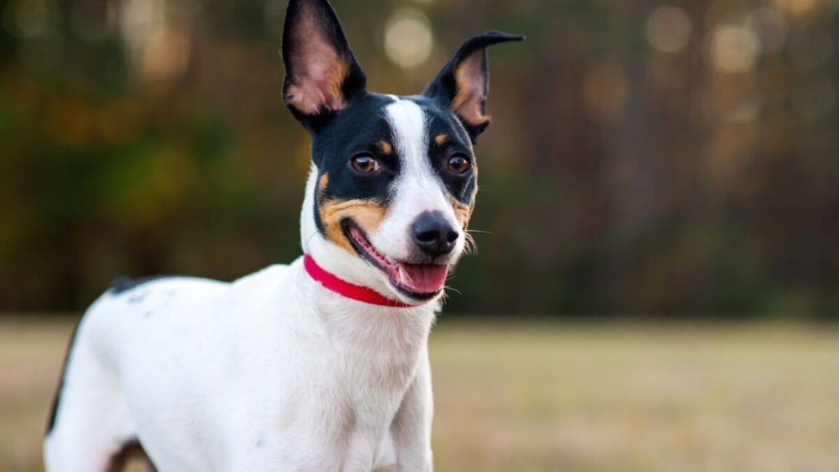 10 Reasons Why Rat Terriers Might Become Your New Favorite Dog Breed 7 10 Reasons Why Rat Terriers Might Become Your New Favorite Dog Breed - rat terrier dog portrait face smiling ss2114817422