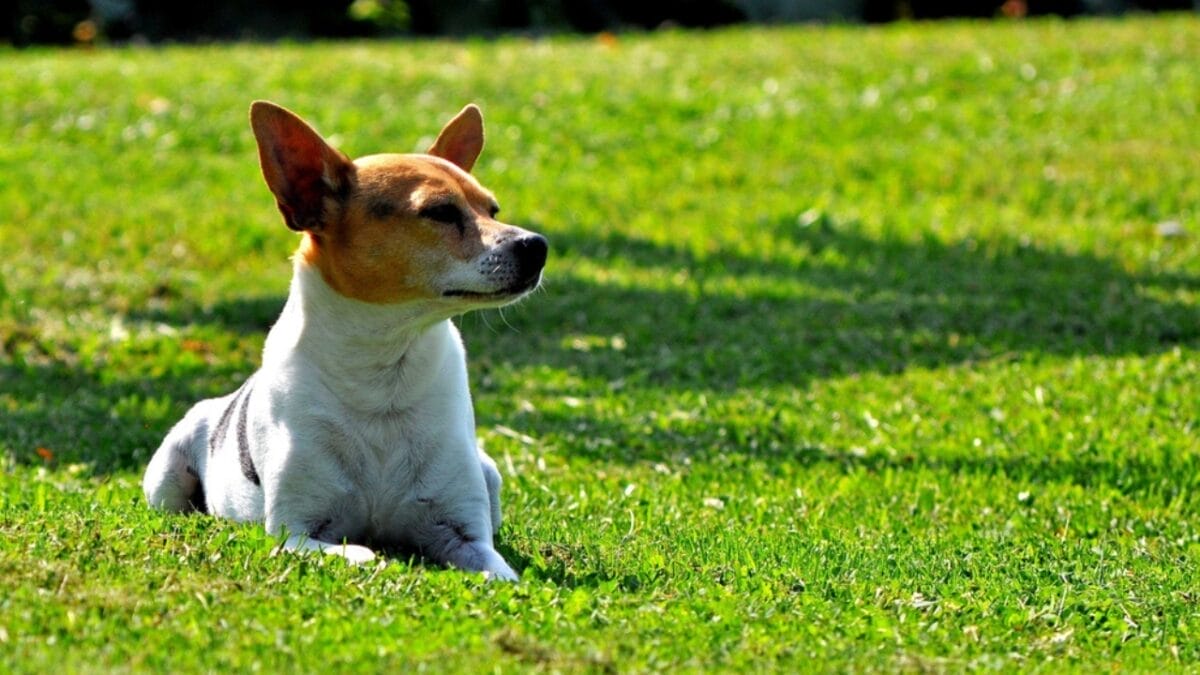 Meet 20 Adorable Dog Breeds with Pointy Ears & Unique Personalities - rat terrier dog sitting grass ss1231925539