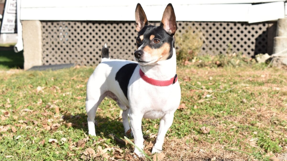 10 Reasons Why Rat Terriers Might Become Your New Favorite Dog Breed 6 10 Reasons Why Rat Terriers Might Become Your New Favorite Dog Breed - rat terrier dog standing leaves ss1906503442