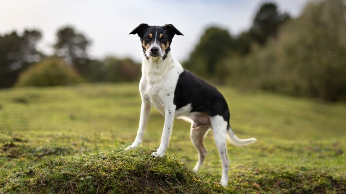 10 Reasons Why Rat Terriers Might Become Your New Favorite Dog Breed 8 10 Reasons Why Rat Terriers Might Become Your New Favorite Dog Breed - rat terrier dog standing leveled grass ss1873000465