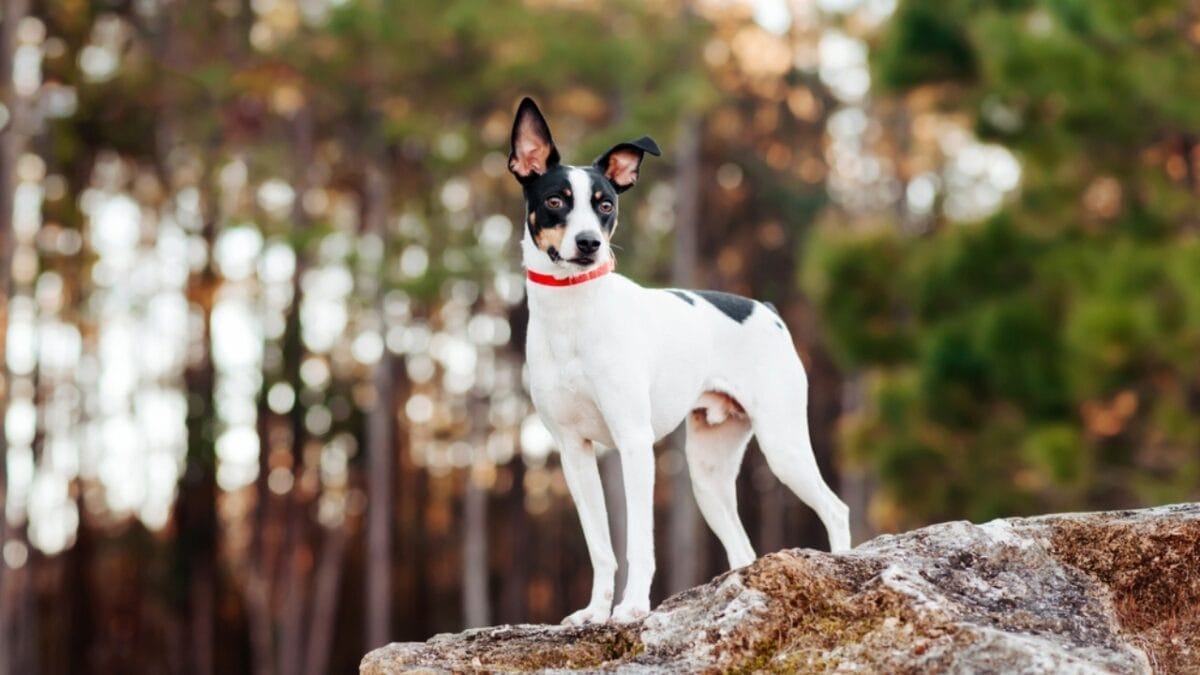 10 Reasons Why Rat Terriers Might Become Your New Favorite Dog Breed 5 10 Reasons Why Rat Terriers Might Become Your New Favorite Dog Breed - rat terrier dog standing rock ss2111564123