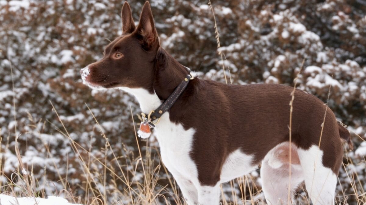 10 Reasons Why Rat Terriers Might Become Your New Favorite Dog Breed 11 10 Reasons Why Rat Terriers Might Become Your New Favorite Dog Breed - rat terrier dog standing snow ss2406110065