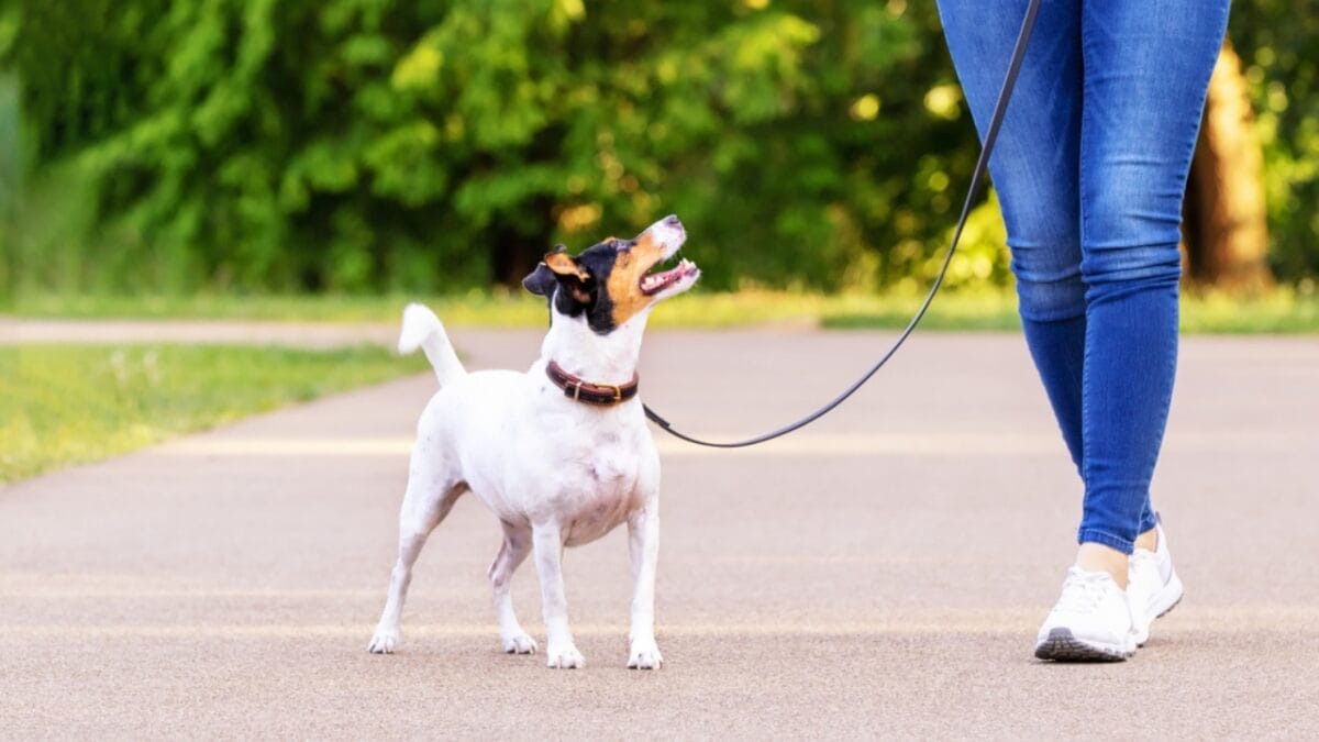 Stop Your Dog from Pulling on the Leash in 3 Simple Steps - rat terrier dog walking with leash ss1729639123