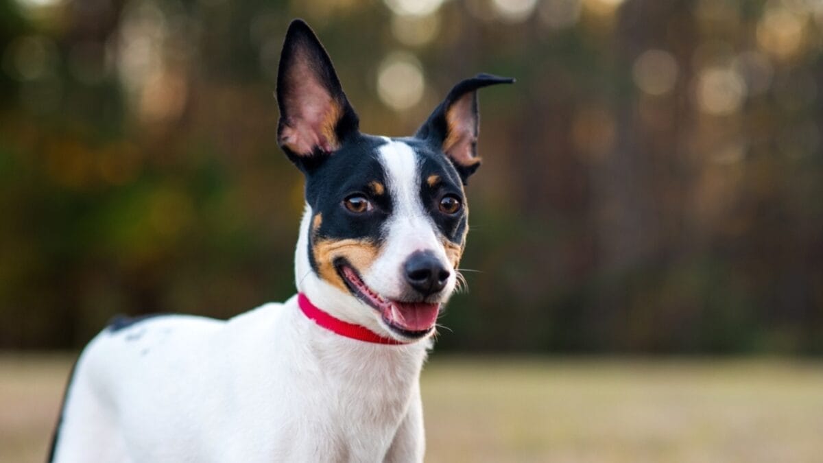 15 American Dog Breeds Born & Bred in the USA: The Underdogs - rat terrier ss2114817422