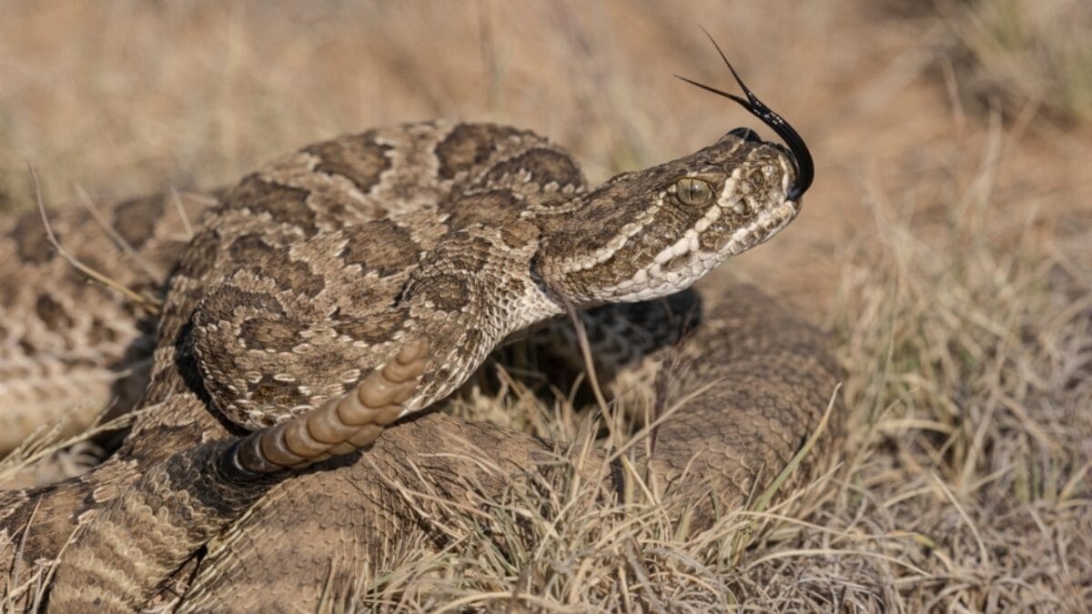 12 Rattlesnake Facts You Probably Didn't Know About - rattlesnake antimicrobial ss2133495333