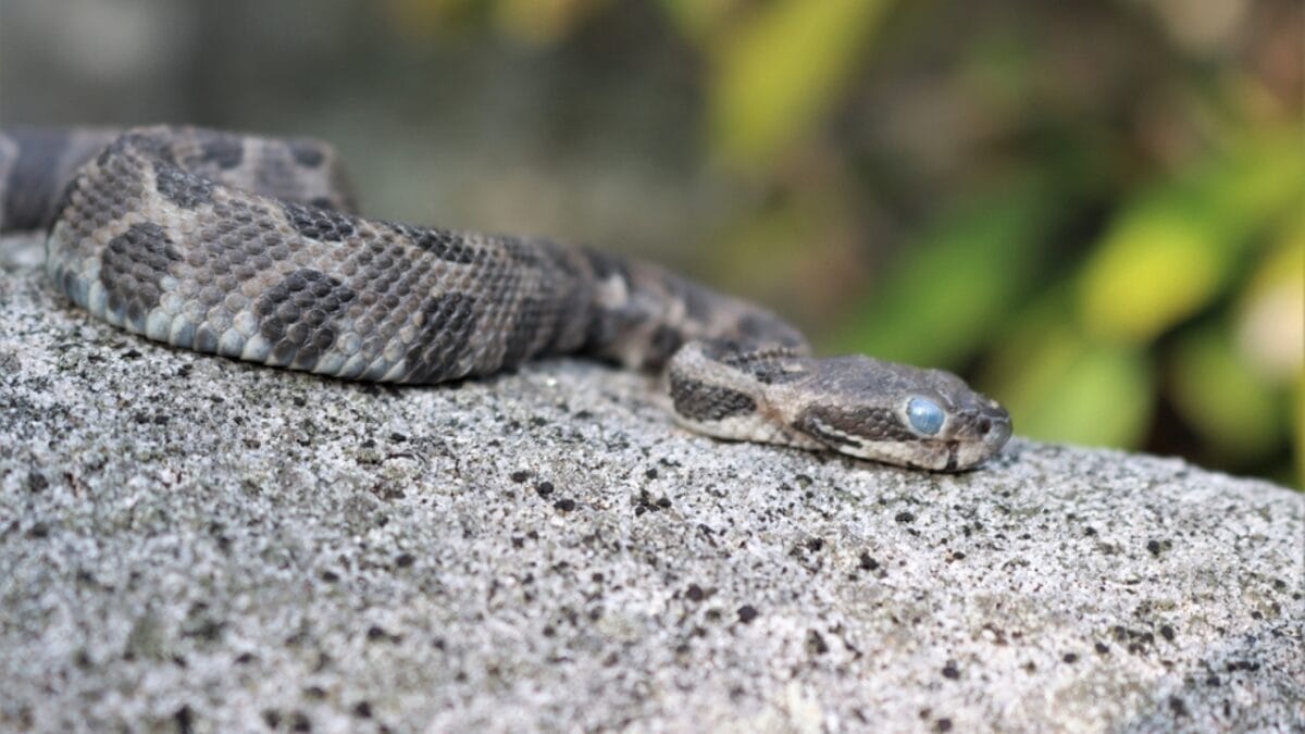 12 Rattlesnake Facts You Probably Didn't Know About - rattlesnake baby ss1839942490