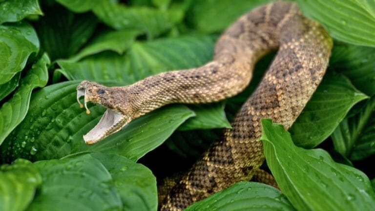 30 Rattlesnake Species from Around the Globe: Majority in U.S. 3 30 Rattlesnake Species from Around the Globe: Majority in U.S. - rattlesnake biting teeth 2 dp198566626