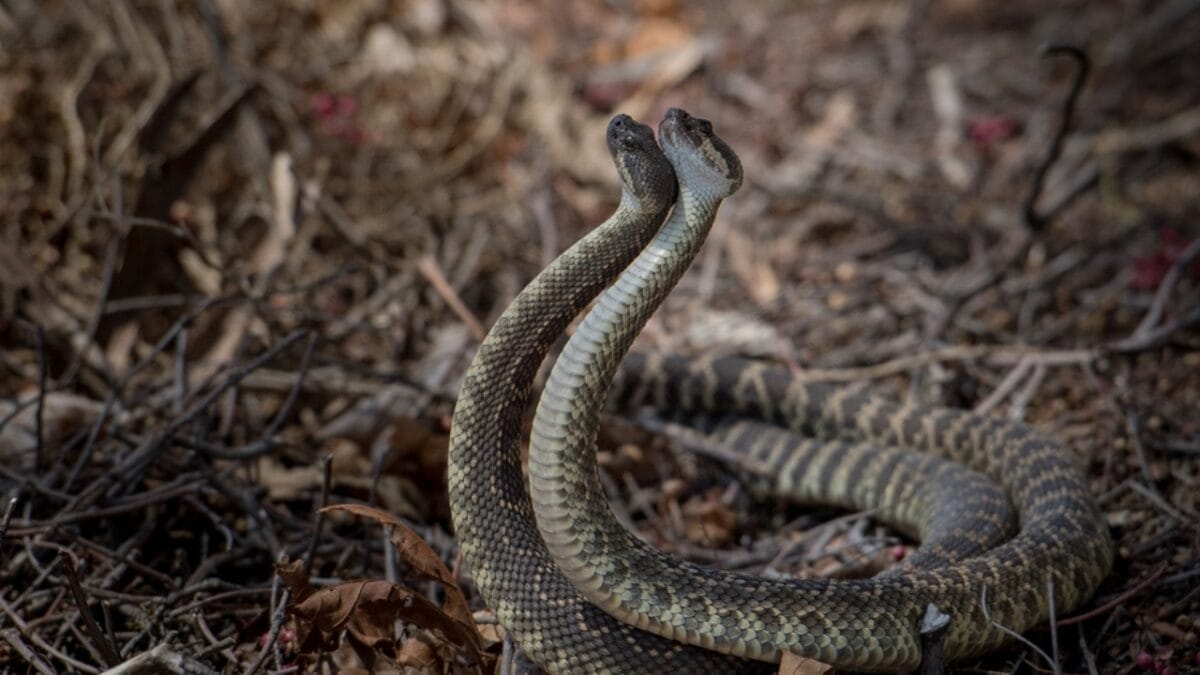 12 Rattlesnake Facts You Probably Didn't Know About - rattlesnake combat dance ss2158715869