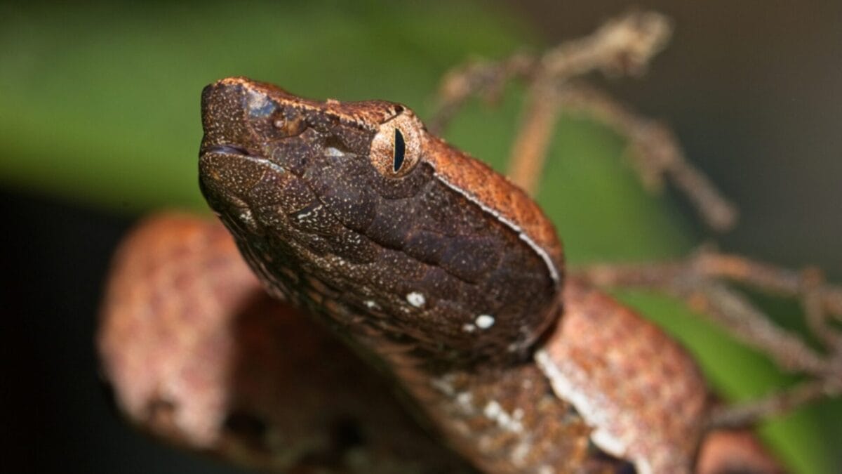 6 Facts About Rattlesnakes Most People Don't Know 2 6 Facts About Rattlesnakes Most People Don't Know - rattlesnake detect heat ss1536959144