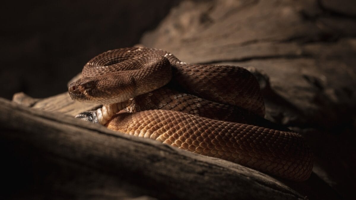 12 Rattlesnake Facts You Probably Didn't Know About - rattlesnake docile ss2409684181