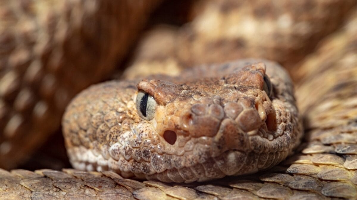 12 Rattlesnake Facts You Probably Didn't Know About - rattlesnake eyes ss2284024675