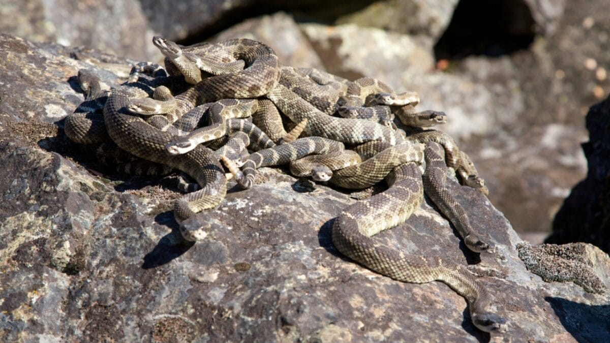 12 Rattlesnake Facts You Probably Didn't Know About - rattlesnake group ss136834637