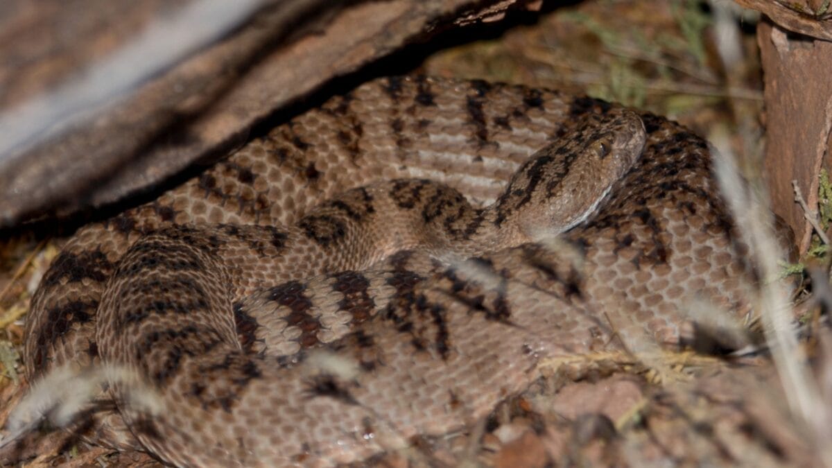12 Rattlesnake Facts You Probably Didn't Know About - rattlesnake hibernating ss733317754