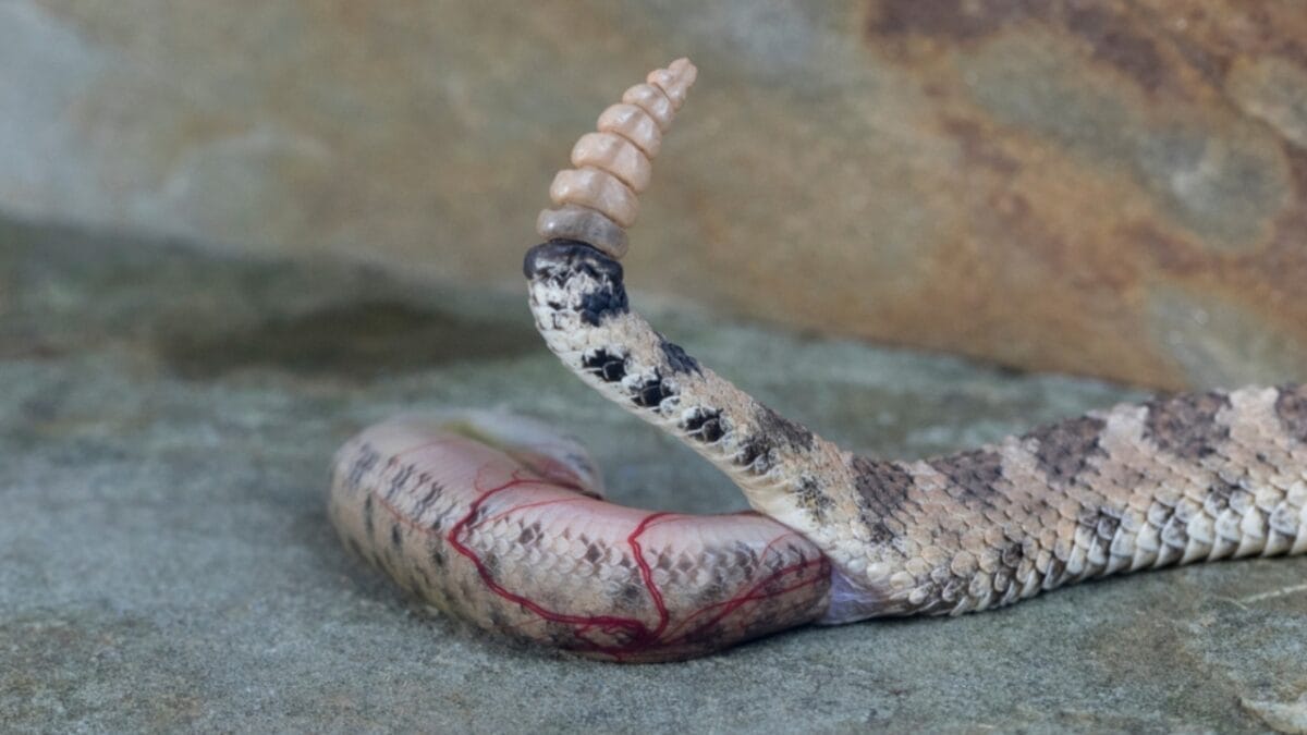 12 Rattlesnake Facts You Probably Didn't Know About - rattlesnake ovoviviparous ss1099065185