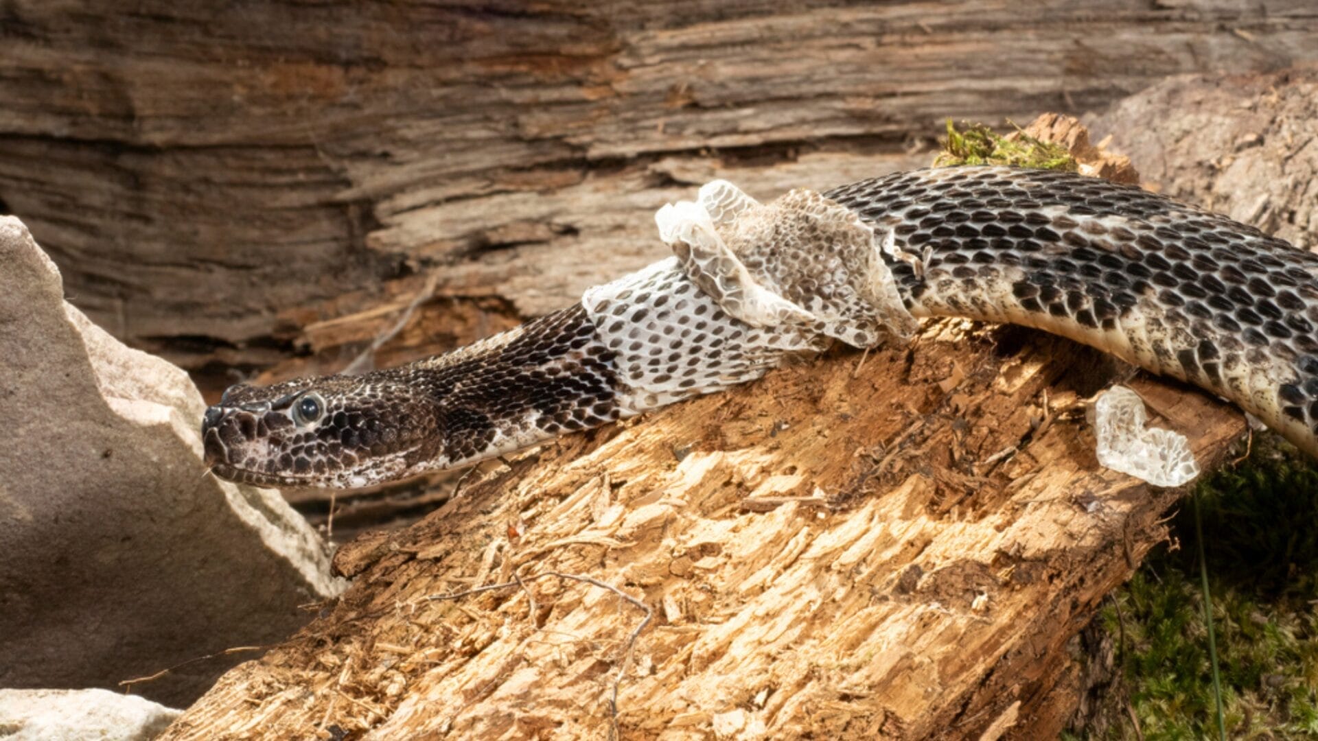 Rattlesnake 'Mega Den' Now Accessible Through Live 24/7 Webcam: 8 Things to Know 9 Rattlesnake 'Mega Den' Now Accessible Through Live 24/7 Webcam: 8 Things to Know - rattlesnake shed ss1936548133