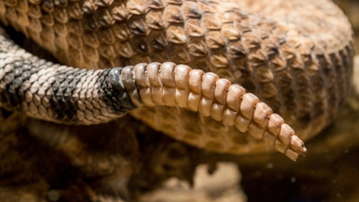 12 Rattlesnake Facts You Probably Didn't Know About - rattlesnake tail ss2453638873