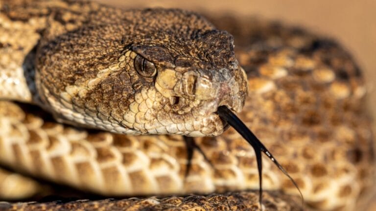 The 4 U.S. States Where Rattlesnakes Simply Don’t Exist 6 The 4 U.S. States Where Rattlesnakes Simply Don’t Exist - rattlesnake venom ss2018440871 3