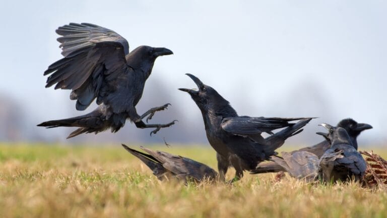 10 Ways to Tell Crows & Ravens Apart 8 10 Ways to Tell Crows & Ravens Apart - raven crow ss665217616