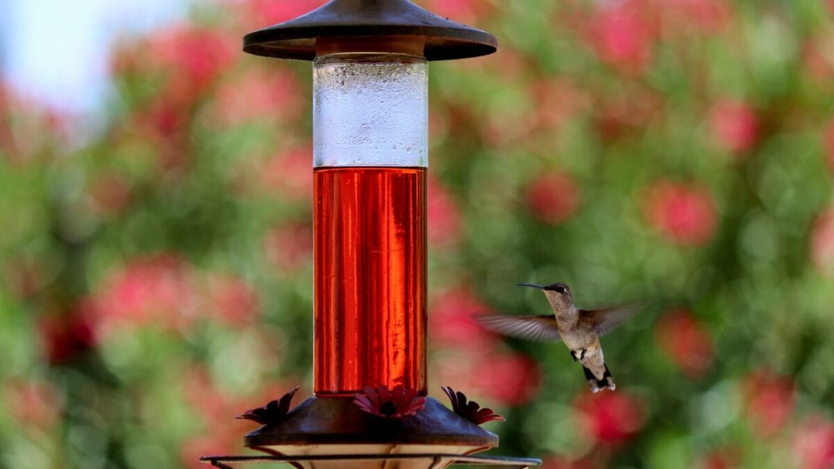 12 Things You Should Never Feed Hummingbirds - red nectar for hummingbirds dp595695854