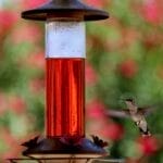 Homemade Hummingbird Nectar Recipe (The Simple 4:1 Ratio That Actually Works) 6 Homemade Hummingbird Nectar Recipe (The Simple 4:1 Ratio That Actually Works) - red nectar for hummingbirds dp595695854