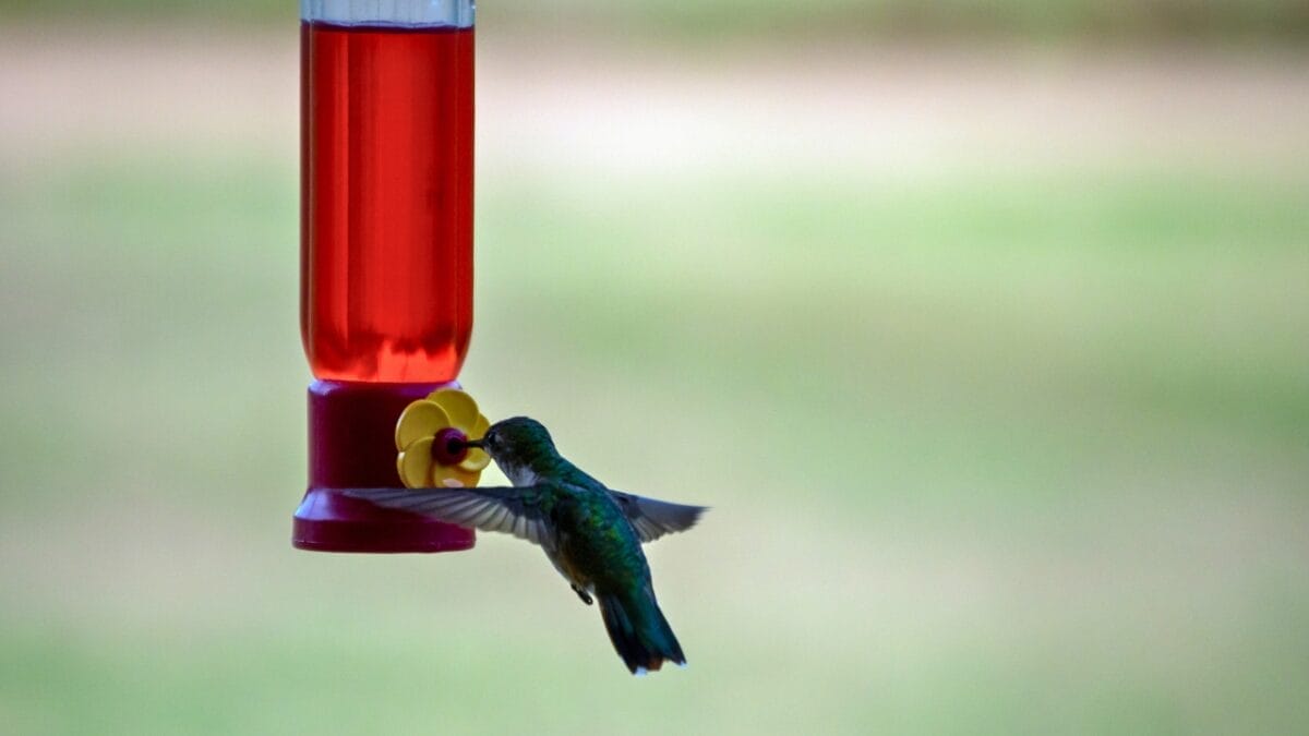 7 Perils of Feeding Red Nectar to Hummingbirds 3 7 Perils of Feeding Red Nectar to Hummingbirds - red nectar for hummingbirds dp660591322