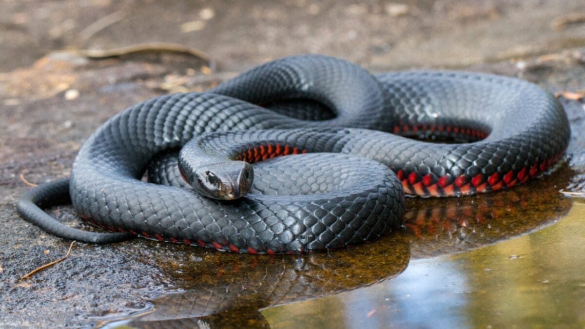 20 of the Most Colorful Snakes You'll Ever See 8 20 of the Most Colorful Snakes You'll Ever See - red bellied snake ss1592881654