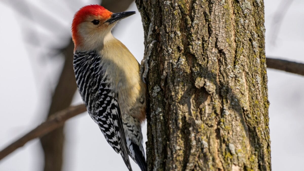 13 Birds with Red Heads You Need to Know About 9 13 Birds with Red Heads You Need to Know About - red bellied woodpecker dp639772246