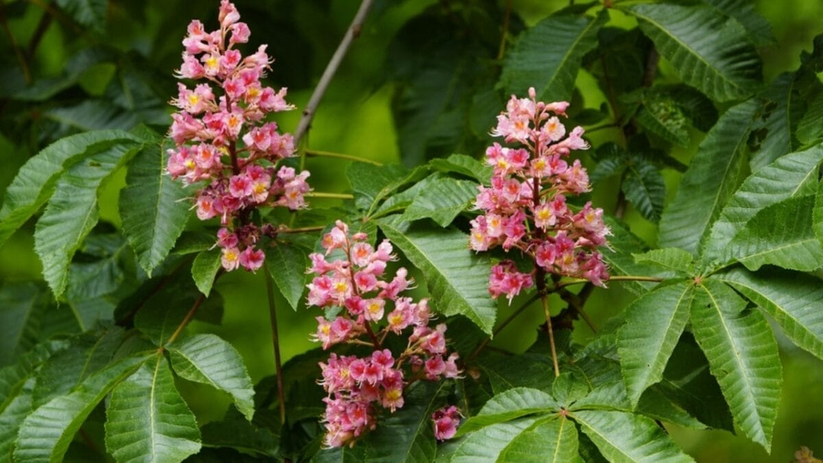 14 Native Plants: Transform Your Garden into a Hummingbird Haven 10 14 Native Plants: Transform Your Garden into a Hummingbird Haven - red buckeye ss2306068957
