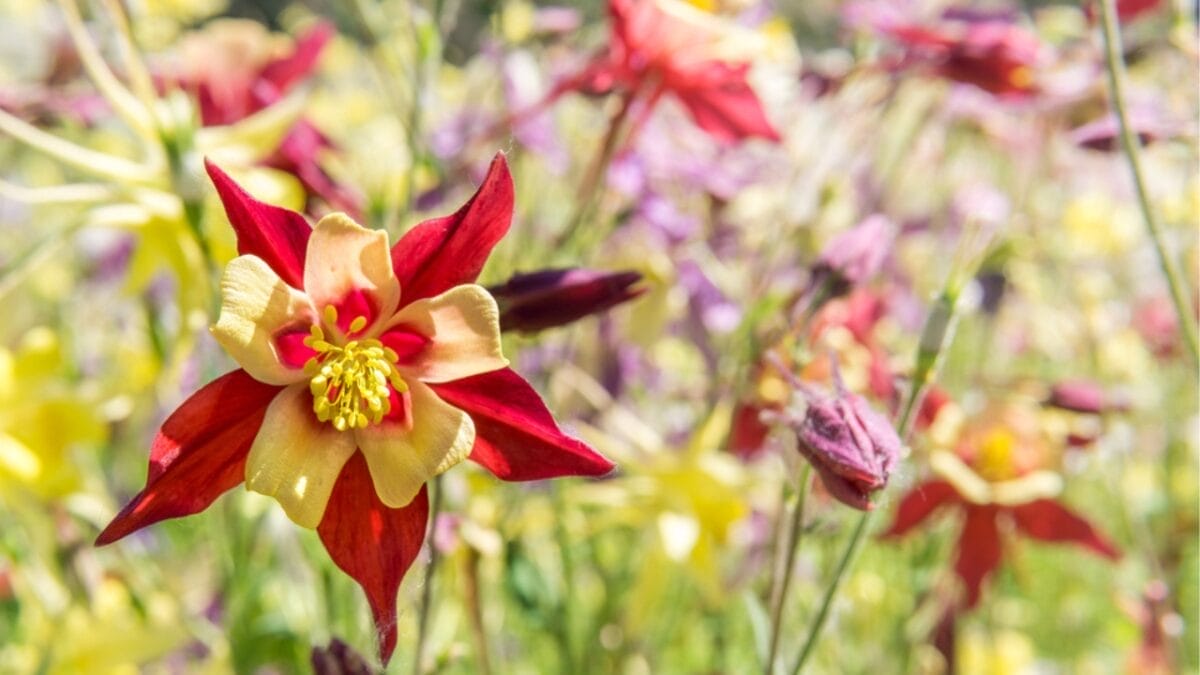 14 Native Plants: Transform Your Garden into a Hummingbird Haven 7 14 Native Plants: Transform Your Garden into a Hummingbird Haven - red columbine ss2027094266
