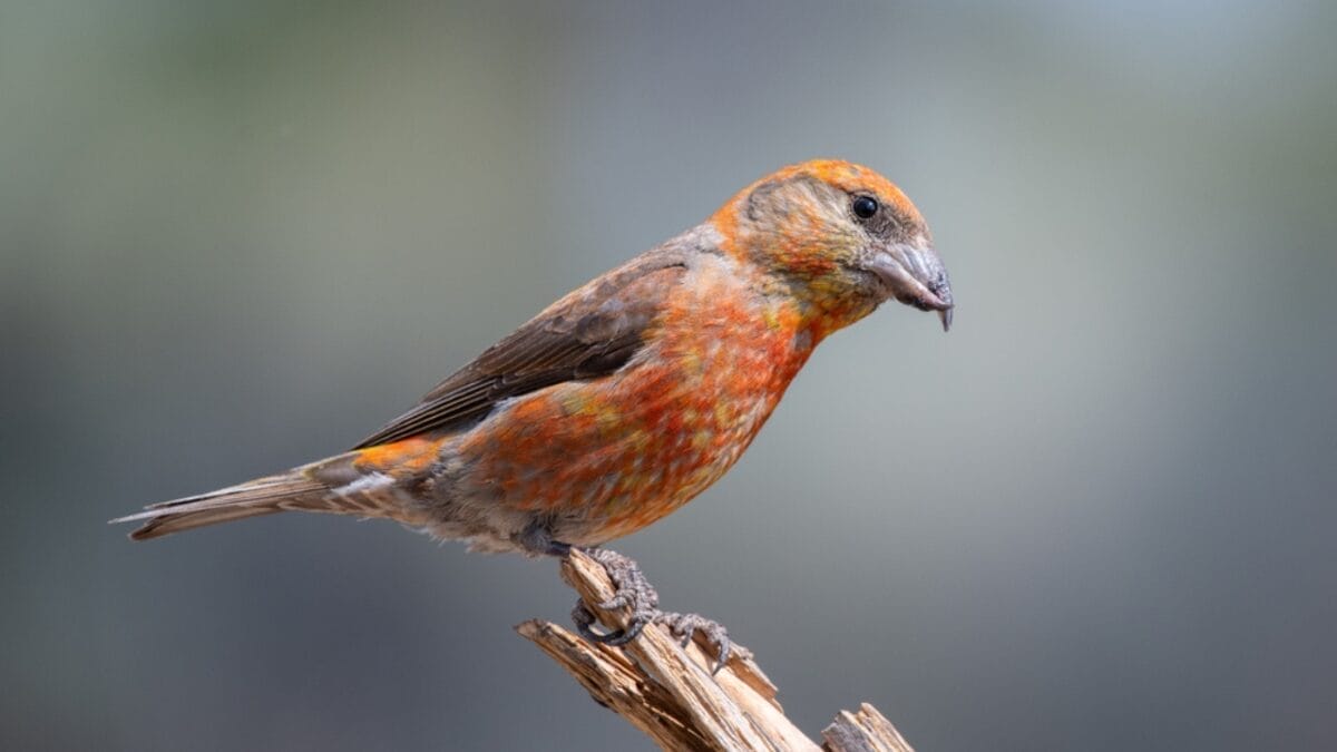13 Birds with Red Heads You Need to Know About 12 13 Birds with Red Heads You Need to Know About - red crossbill bird dp675744720