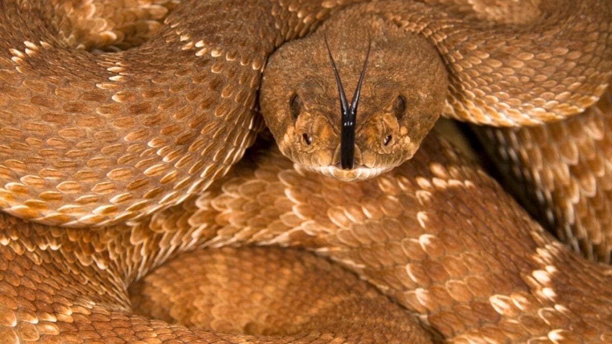 30 Rattlesnake Species from Around the Globe: Majority in U.S. 7 30 Rattlesnake Species from Around the Globe: Majority in U.S. - red diamond rattlesnake dp31793701