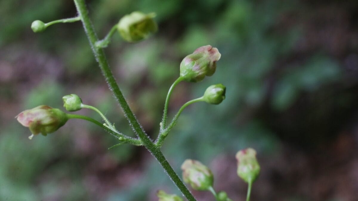 Want Fewer Wasps in Your Yard? Weed Out the Figwort 4 Want Fewer Wasps in Your Yard? Weed Out the Figwort - red figwort flower ss2321627835