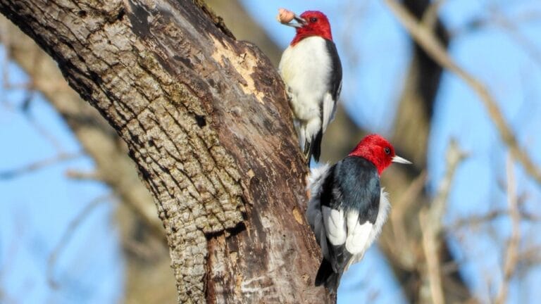 13 Birds with Red Heads You Need to Know About 6 13 Birds with Red Heads You Need to Know About - red head bird dp675289028