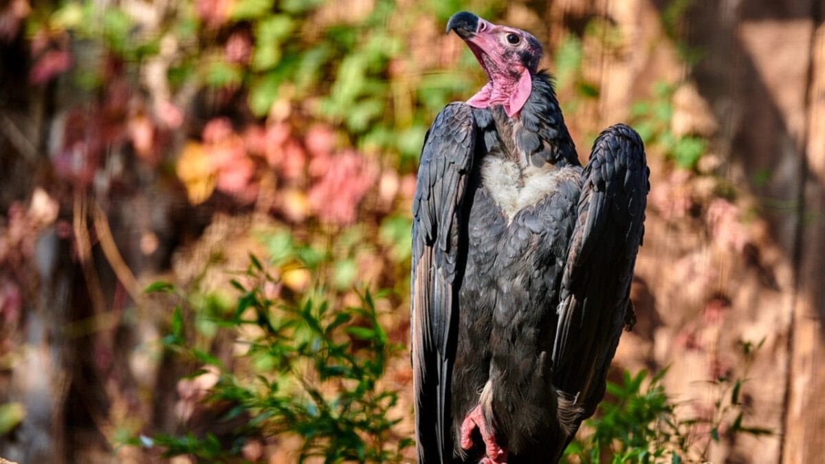 13 Birds with Red Heads You Need to Know About 15 13 Birds with Red Heads You Need to Know About - red headed vulture dp231889024