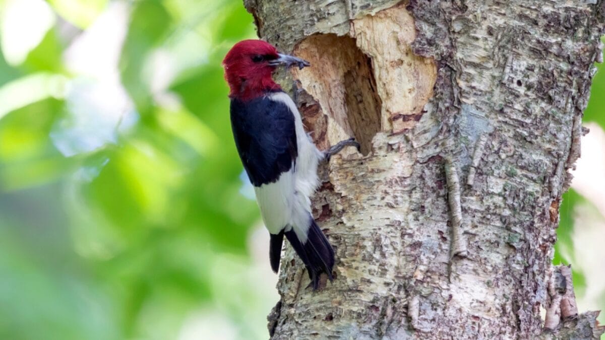 15 Must-Know Woodpeckers for Bird Watchers 2 15 Must-Know Woodpeckers for Bird Watchers - red headed woodpecker dp502977408