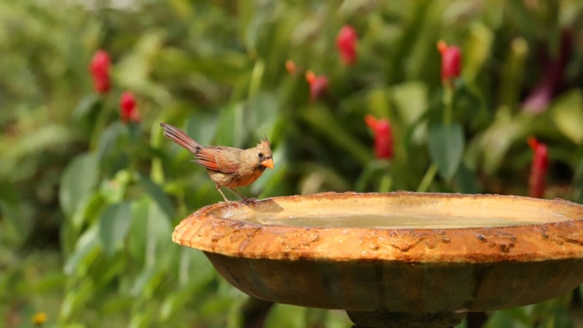 Attract More Hummingbirds with These 5 Bird Bath Tips 6 Attract More Hummingbirds with These 5 Bird Bath Tips - red in bird bath ss631337891