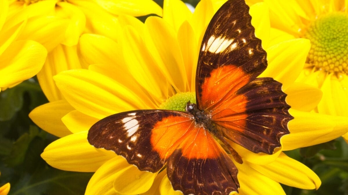 15 of the World's Most Enchanting & Vibrant Butterflies 13 15 of the World's Most Enchanting & Vibrant Butterflies - red lacewing butterfly dp165947040