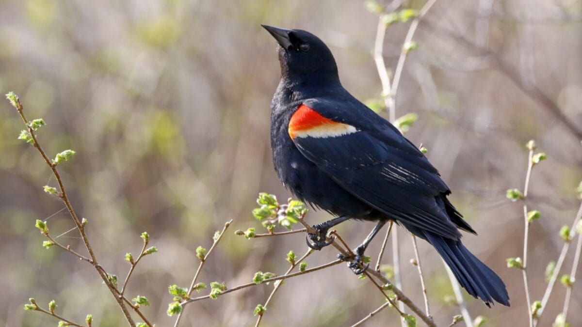 10 Common Birds You See in Your Yard & What They Symbolize 8 10 Common Birds You See in Your Yard & What They Symbolize - red winged blackbird ss624474605
