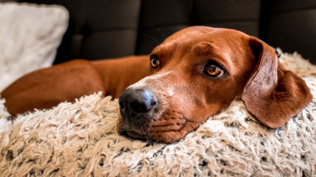 10 Subtle Signs of Dog Dementia Every Pet Parent Should Know 5 10 Subtle Signs of Dog Dementia Every Pet Parent Should Know - redbone coonhound dog laying couch ss2191915517