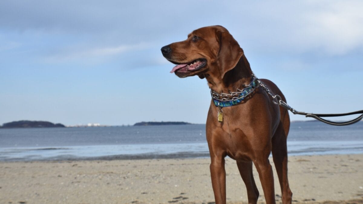 Meet the New Dog Breeds the AKC Has Recognized Since 2000 20 Meet the New Dog Breeds the AKC Has Recognized Since 2000 - redbone coonhound dog leash side beach ss1145668949
