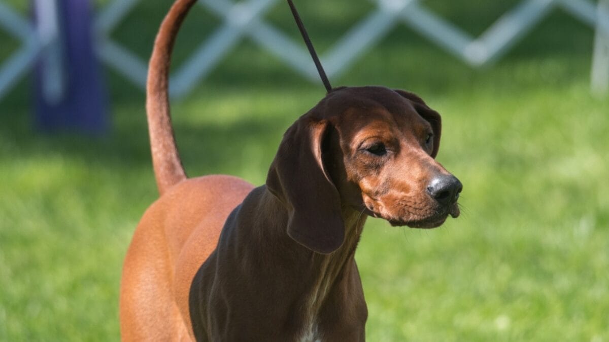 6 Tips for Socializing Your Redbone Coonhound (Great for Any Dog Breed) 6 6 Tips for Socializing Your Redbone Coonhound (Great for Any Dog Breed) - redbone coonhound dog leash ss2287193595