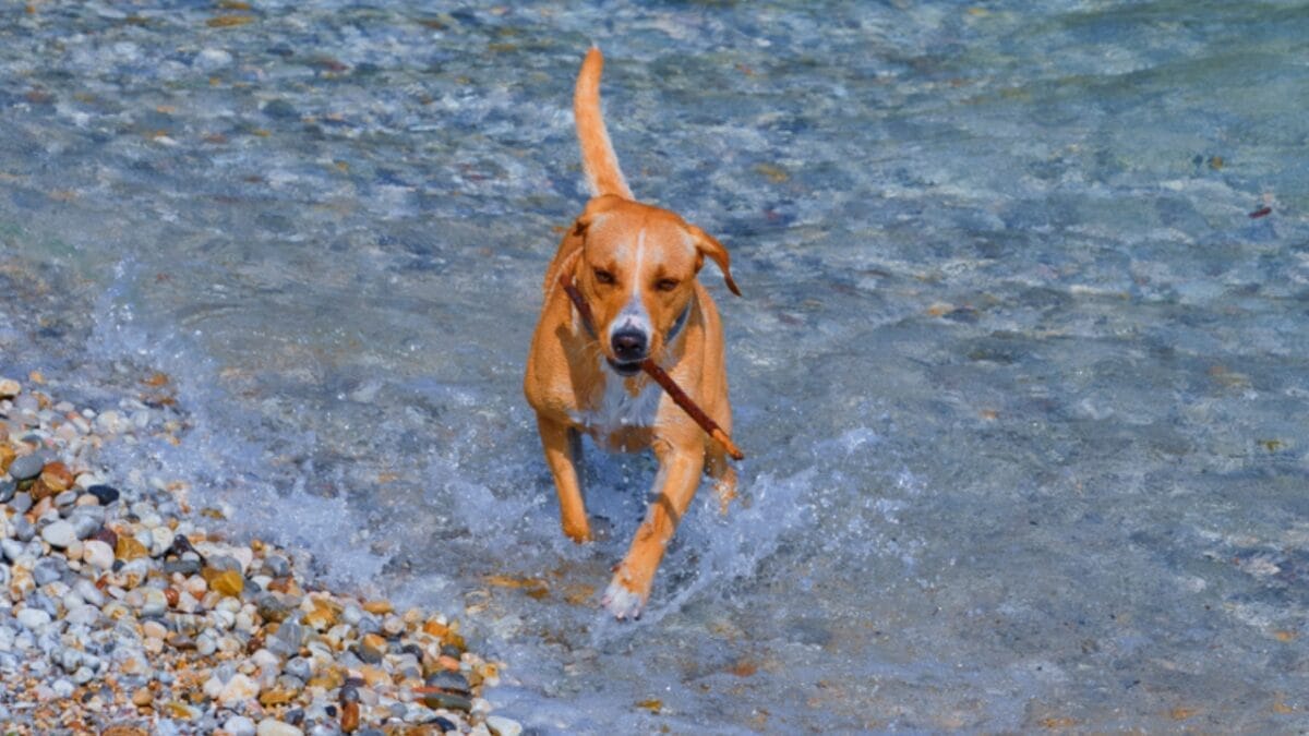 6 Tips for Socializing Your Redbone Coonhound (Great for Any Dog Breed) 5 6 Tips for Socializing Your Redbone Coonhound (Great for Any Dog Breed) - redbone coonhound dog running water ss1618225366